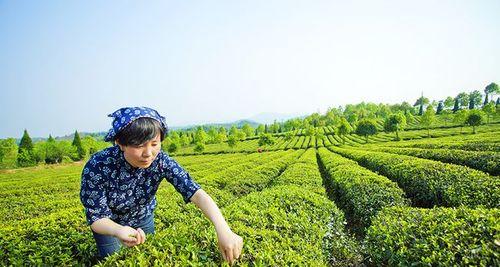 揭秘麻油叶（从特征到用途）