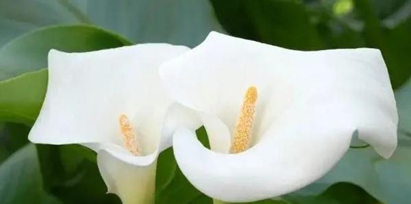 马蹄莲之美——花开的坚韧与喜悦（盛开绽放的马蹄莲）