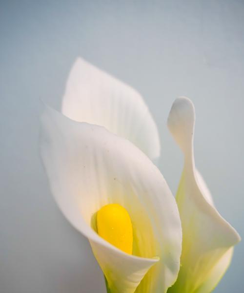 马蹄莲花（美丽的马蹄莲）