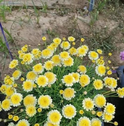 玛格丽特花的全面养殖攻略