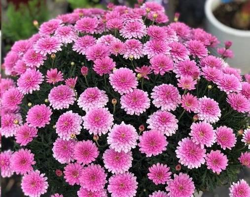 玛格丽特菊花的养护方法（打造绚丽多彩的盆栽花园）