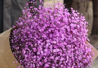 满天星的花语与意义（揭秘满天星所代表的真正含义）
