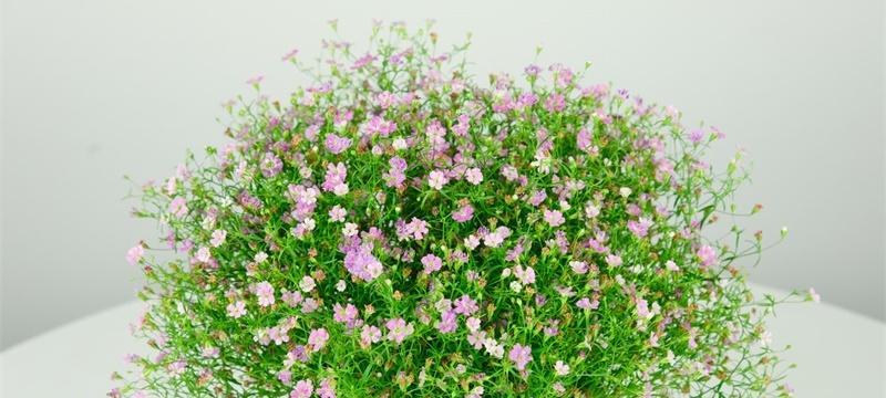 满天星花语（用满天星花语传递情感）