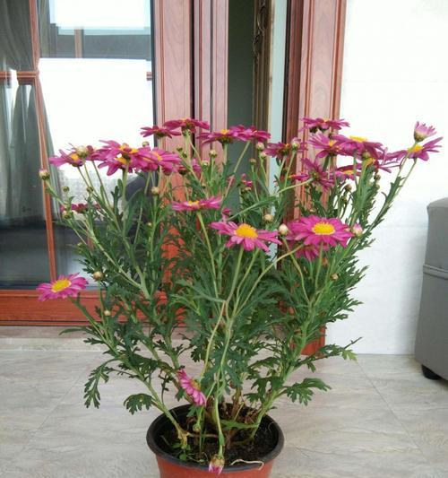 玛格丽特的修剪方法（美化花园的秘密武器）