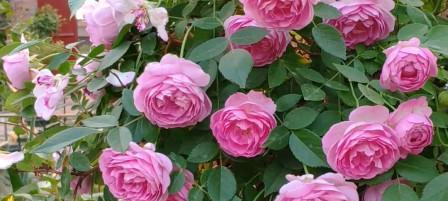 玛姬婶月季——一种优美的藤本植物（探究玛姬婶月季的特点和栽培方法）