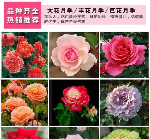 玛姬婶月季——一种优美的藤本植物（探究玛姬婶月季的特点和栽培方法）