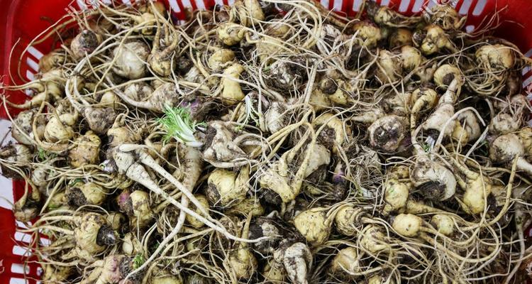 探寻最佳玛卡产地（了解玛卡的起源、品种和药用价值）