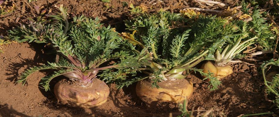 探寻最佳玛卡产地（了解玛卡的起源、品种和药用价值）