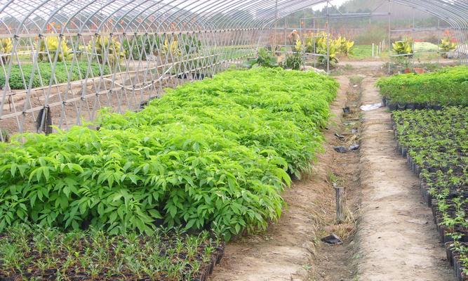寻找玛卡的生长地（探索玛卡植物的起源与栽培）