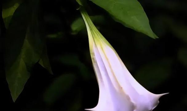 曼陀罗花语的深刻含义（揭示花朵背后的秘密）