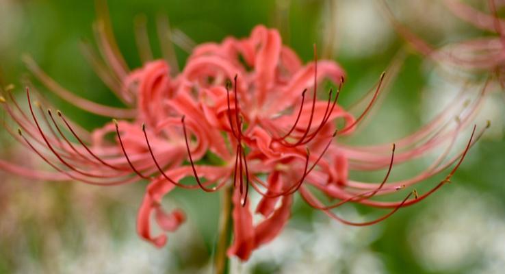 曼珠沙华——花海中的传说（绽放的美丽）