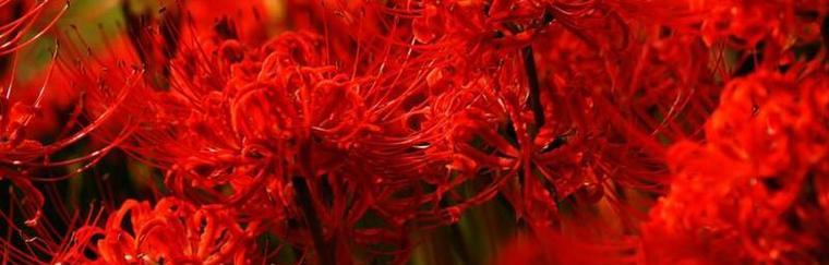 曼珠沙华花语的意义与传承（探寻曼珠沙华的深层涵义）