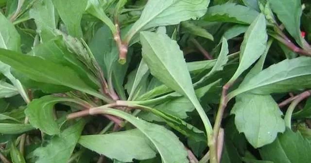 探秘马菜的药食兼备之道