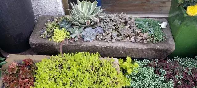 马槽盆花园的选择与种植（打造特色花园）