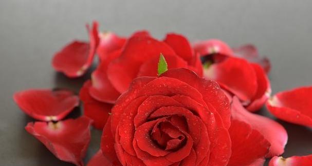十朵玫瑰的花语之解读（探寻玫瑰花语的深层内涵）