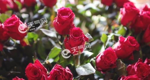 玫瑰花的象征意义及文化内涵（解读玫瑰花）