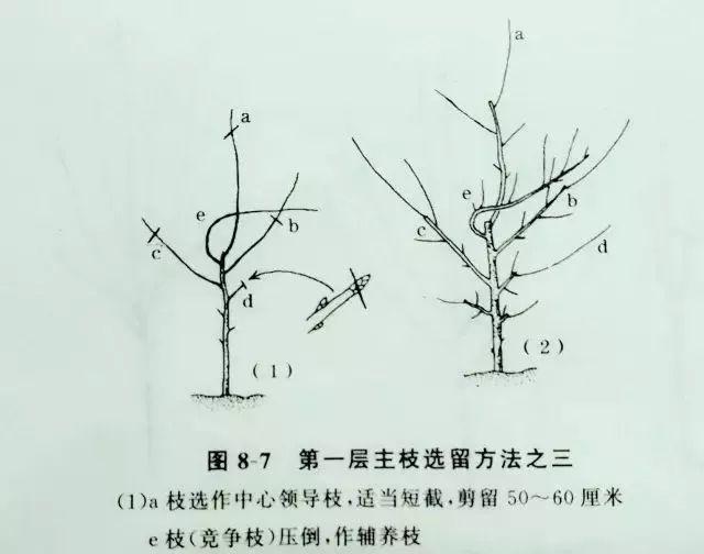马齿苋树修剪指南（掌握这些技巧）