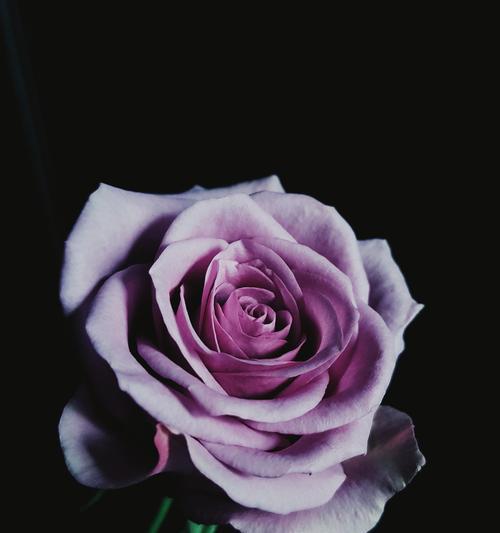 玫瑰花的花语与象征意义（揭示玫瑰花的丰富内涵与魅力）