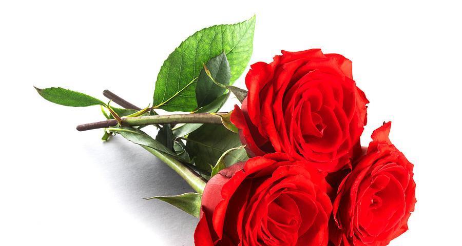 玫瑰花的象征意义及代表的含义（探索玫瑰花的神秘与美丽）