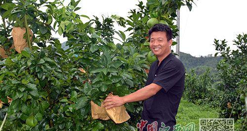 马家柚修剪方法（详解马家柚修剪技巧）