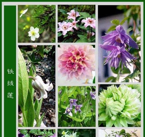 马焦雷月季的优缺点（欣赏美丽花朵）