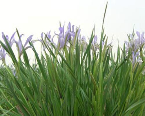 马兰花最佳播种时间探究（根据气候条件选择最适合种植的时期）