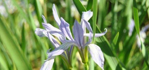 马兰花的开花时间及频率（一年开几次花）