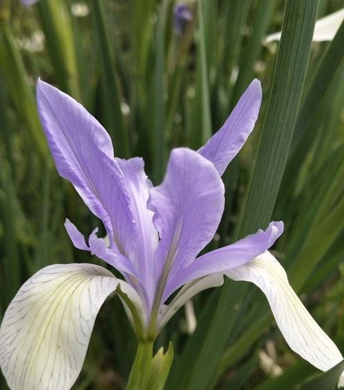 马兰花的开花时间及频率（一年开几次花）