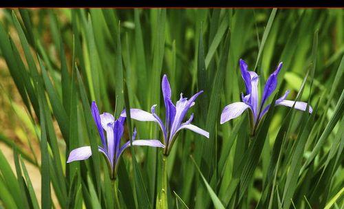 马兰花的开花习性（探究马兰花一年开几次花及其花期规律）
