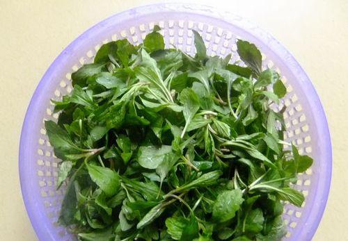探究马兰头的食用价值（从起源到营养详解）
