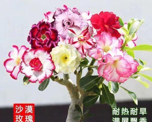 玫瑰花颜色的寓意（了解不同颜色玫瑰花的含义）