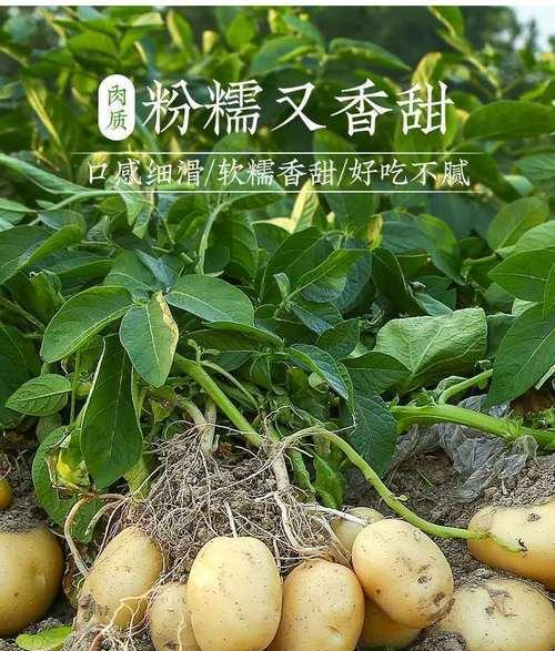 探秘马铃薯的来历与种植技巧（从土豆到马铃薯）