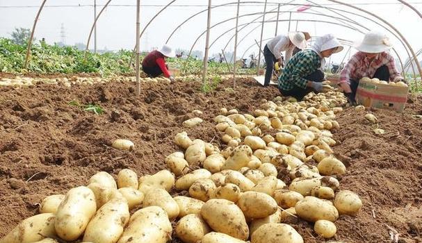 马铃薯的栽培、营养和经济价值（马铃薯的栽培）