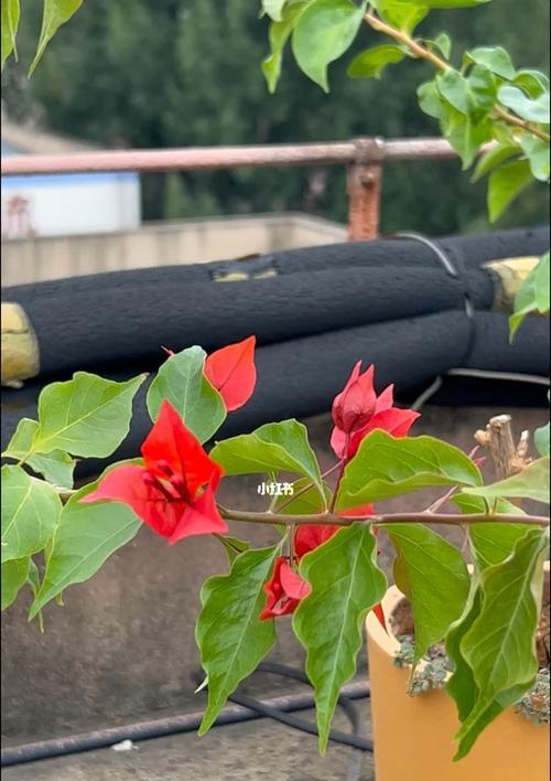 热火桑巴三角梅勤花的种植与养护（打造热带风情花园）