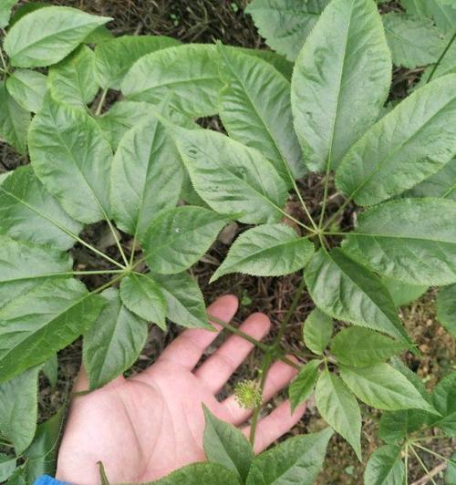 人参的根茎能否食用（科学解读人参根茎的药用价值）