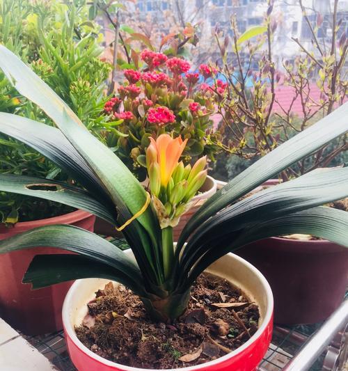 万年青开花，吉祥之兆（揭秘万年青开花的花语和传说）