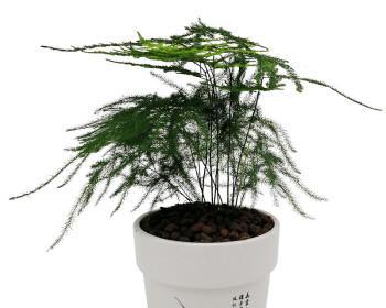 文竹的风水及寓意（探究文竹在风水中的重要性及象征意义）