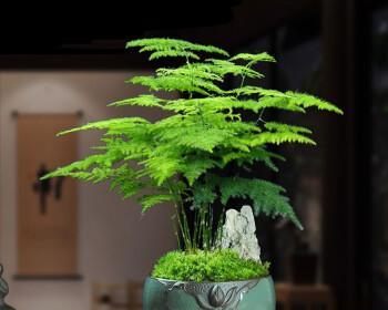 文竹的风水及寓意（探究文竹在风水中的重要性及象征意义）