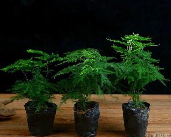 文竹的风水及寓意（探究文竹在风水中的重要性及象征意义）