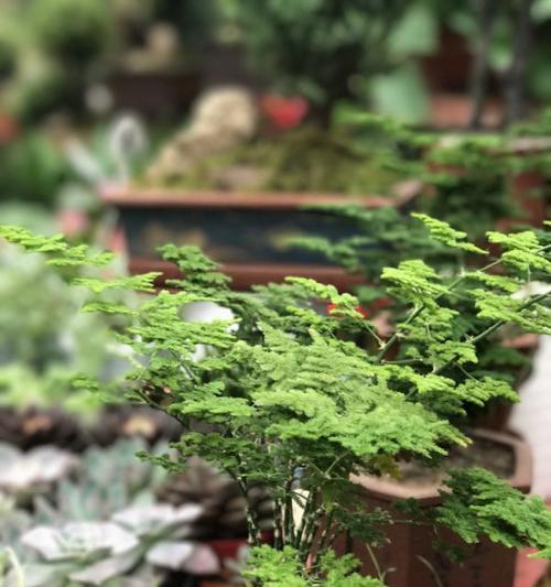 文竹花语（探寻文竹花的花语与故事）