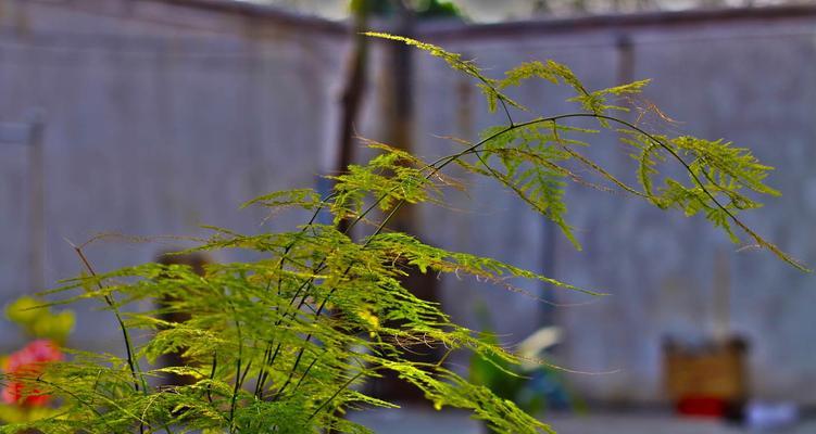 文竹花语（探寻文竹花的花语与故事）
