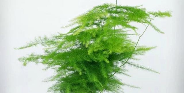 文竹花语（探寻文竹花的花语与故事）