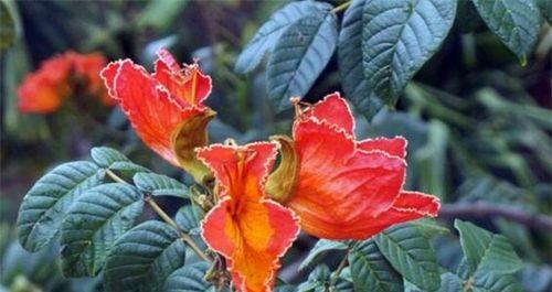 无忧花的花语（探索无忧花的魅力）