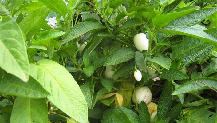 人参果几年结果实，如何种植（人参果种植技巧）