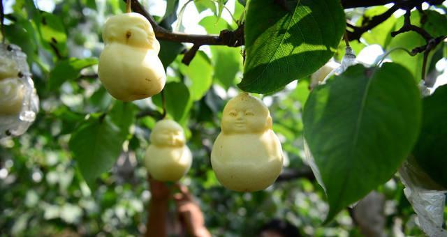 人参果的采摘季节（人参果的成熟期、采摘时间、存储方法一一详解）
