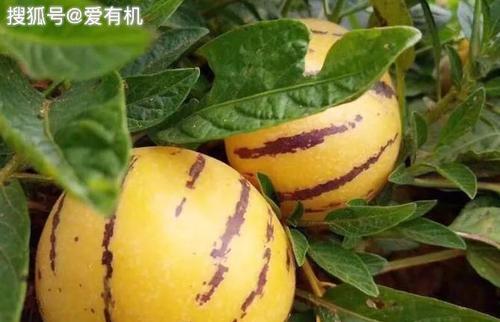 人参果的收获时间（一年四季的人参果）