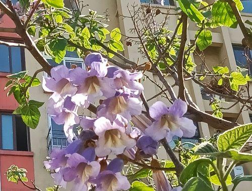 梧桐花的寓意与象征（探索梧桐花的美丽与意义）