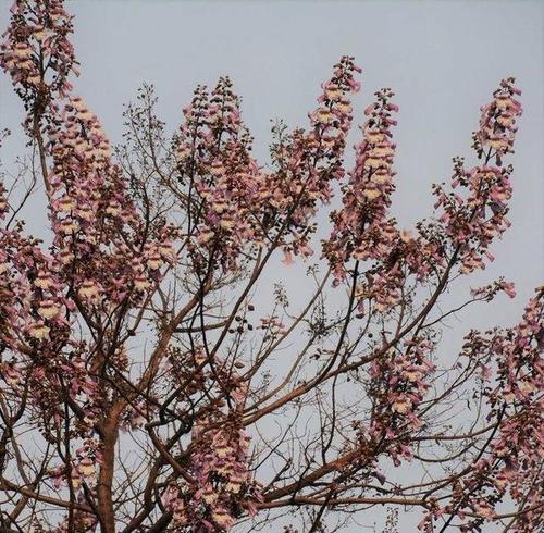 梧桐花的寓意与象征（探索梧桐花的美丽与意义）