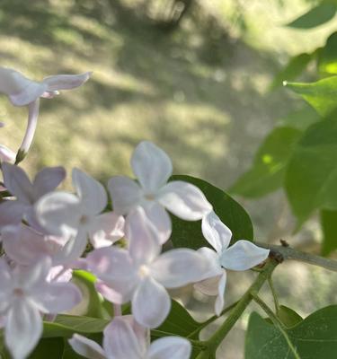 五瓣丁香花的含义与象征（丁香花的美丽传承与深刻意义）