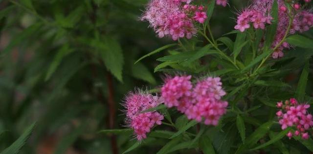 以夕雾花的花语（透露爱意的神秘符号）